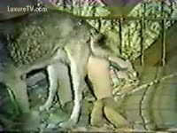 Vintage dog sex featuring a slut